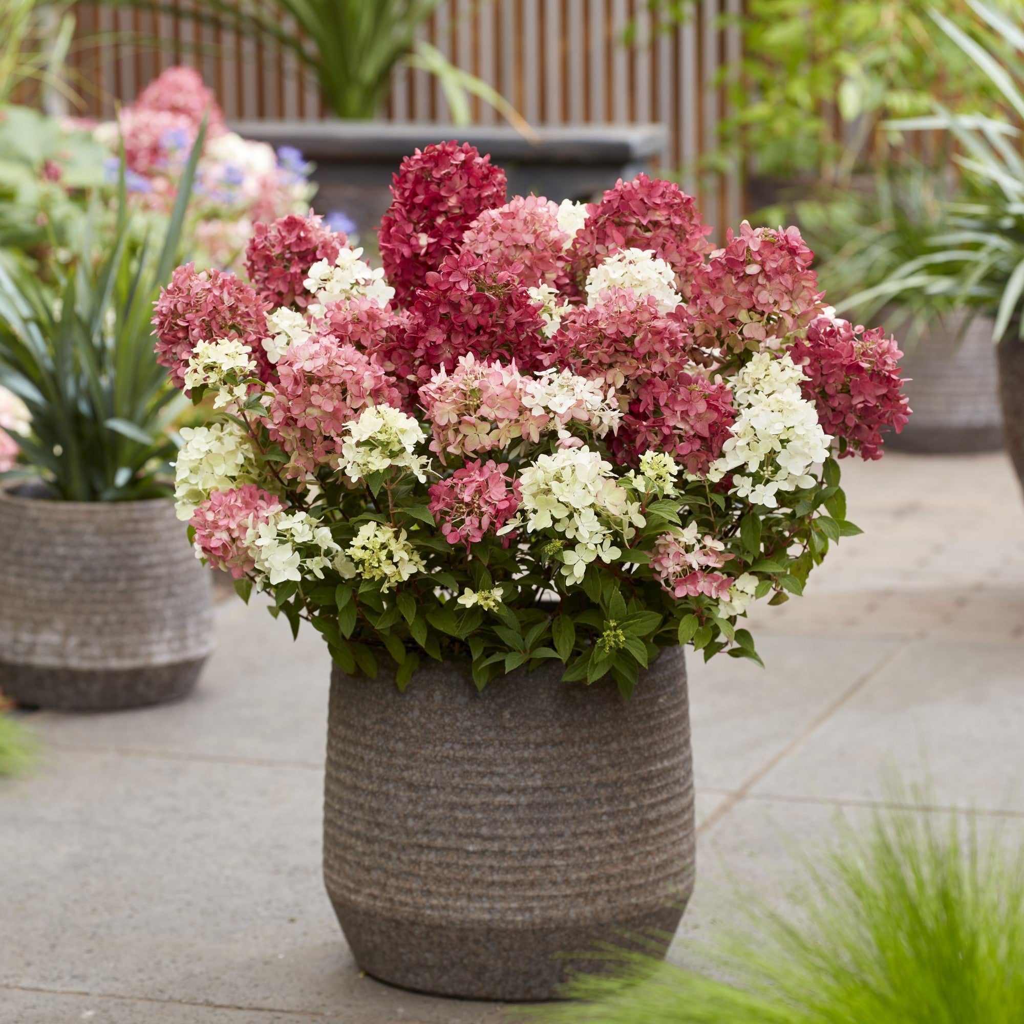 Rispenhortensie 'Groundbreaker®' Ruby™