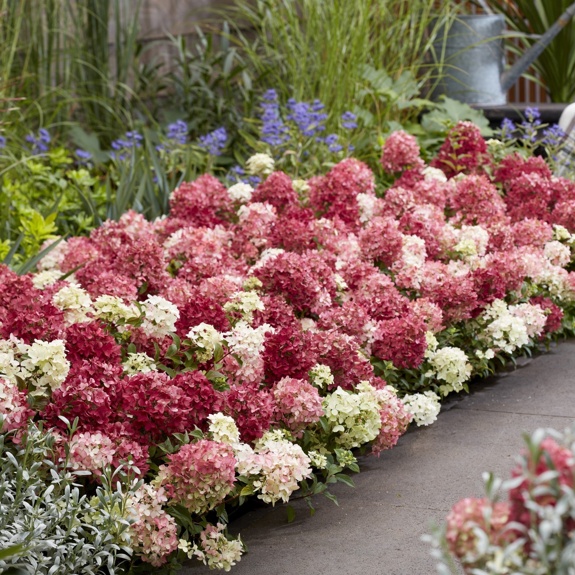 Rispenhortensie 'Groundbreaker®' Ruby™