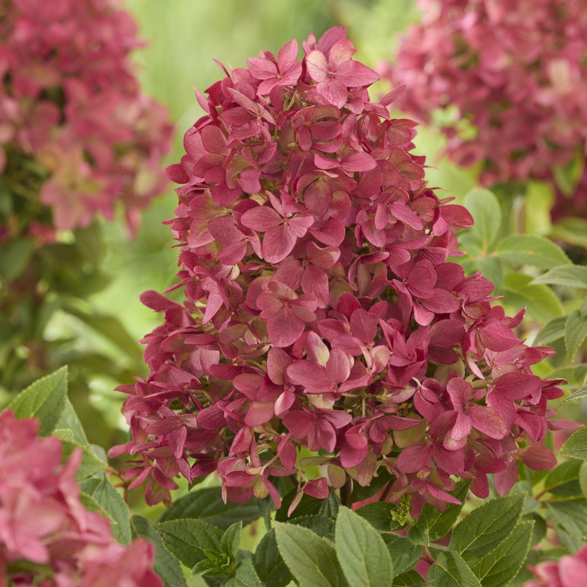 Rispenhortensie 'Groundbreaker®' Ruby™