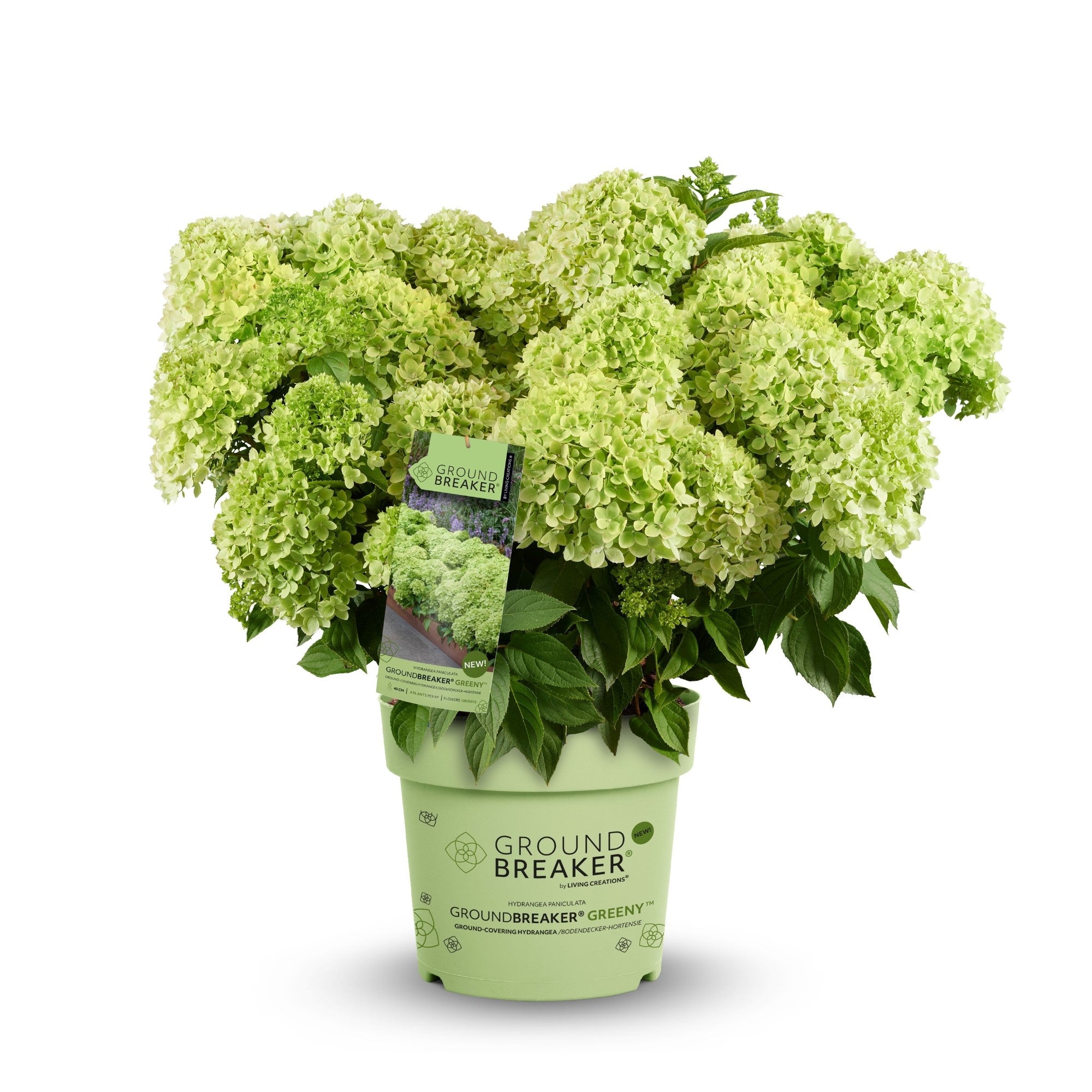 Rispenhortensie 'Groundbreaker®' Greeny™
