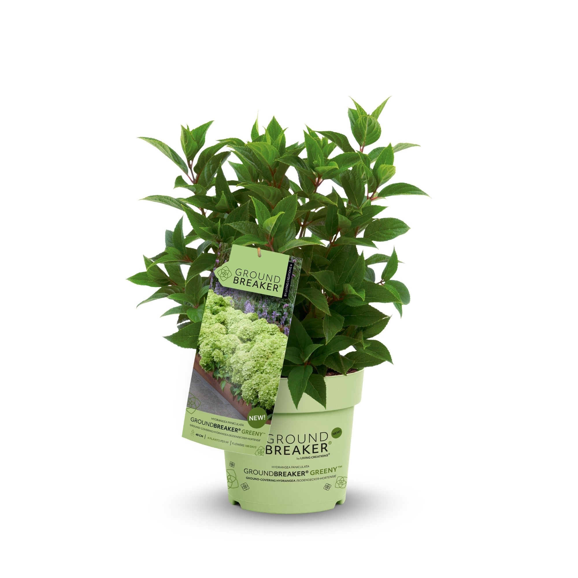 Rispenhortensie 'Groundbreaker®' Greeny™