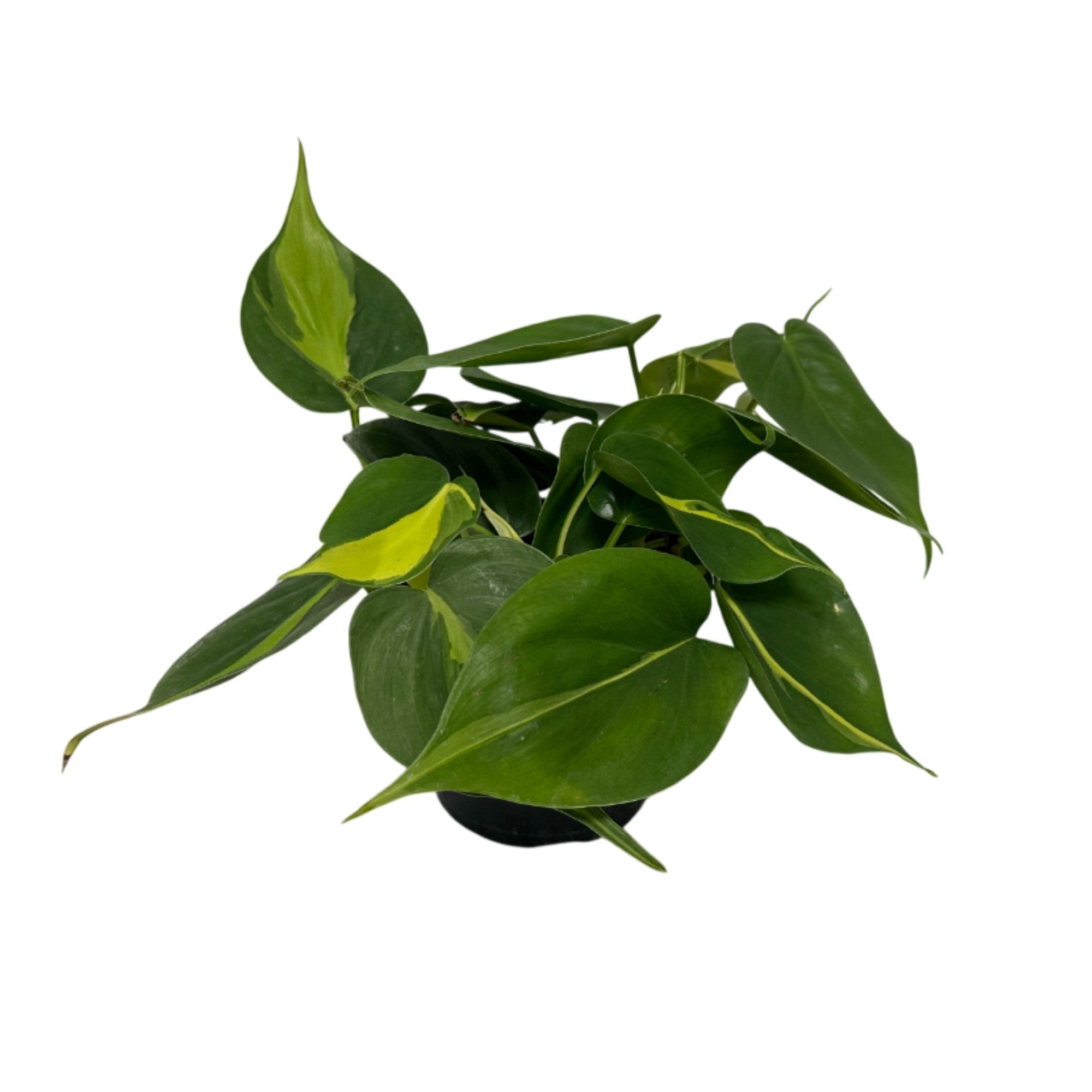 Baumfreund 'Brazil'