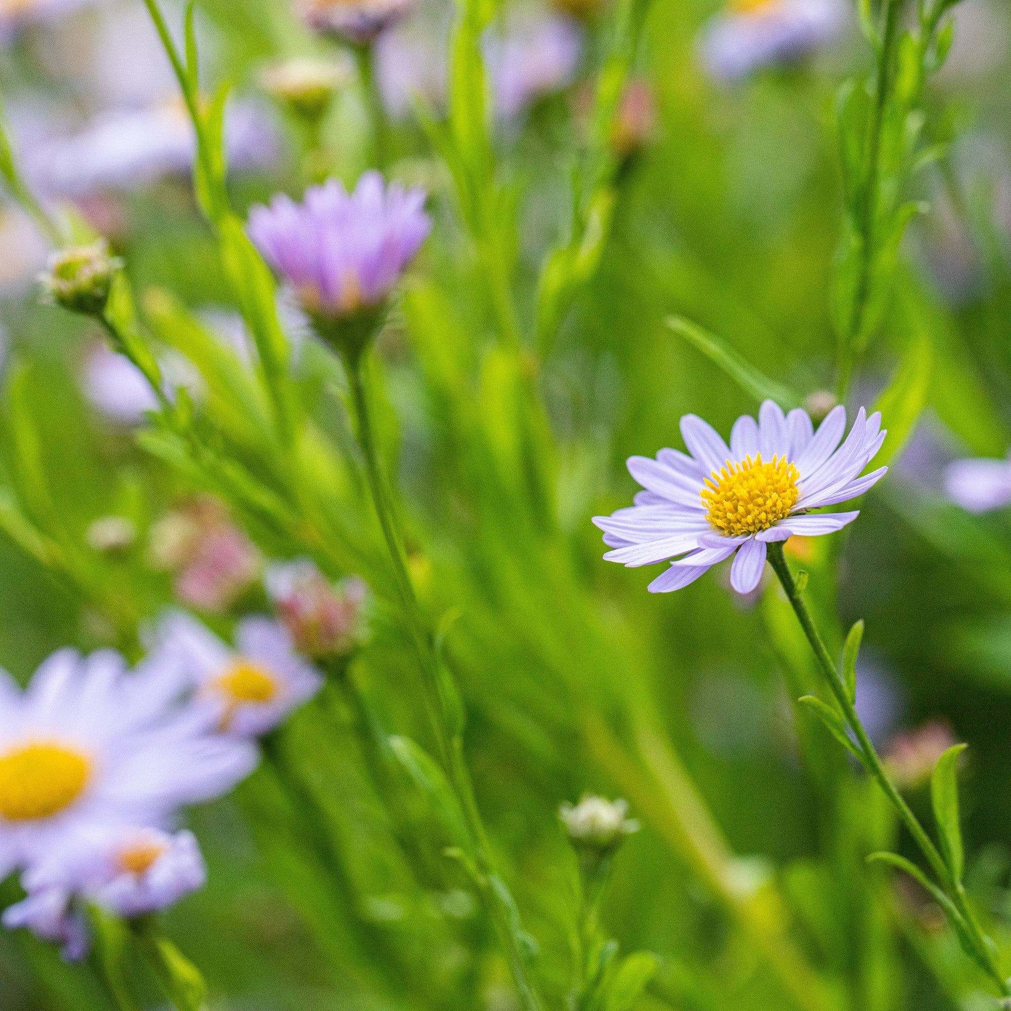Schönaster 'Blue Star'