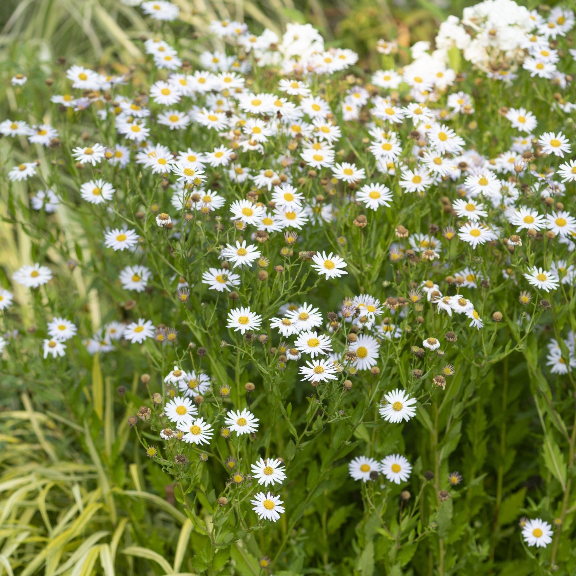 Schönaster 'Madiva'