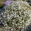 Schönaster 'Madiva'