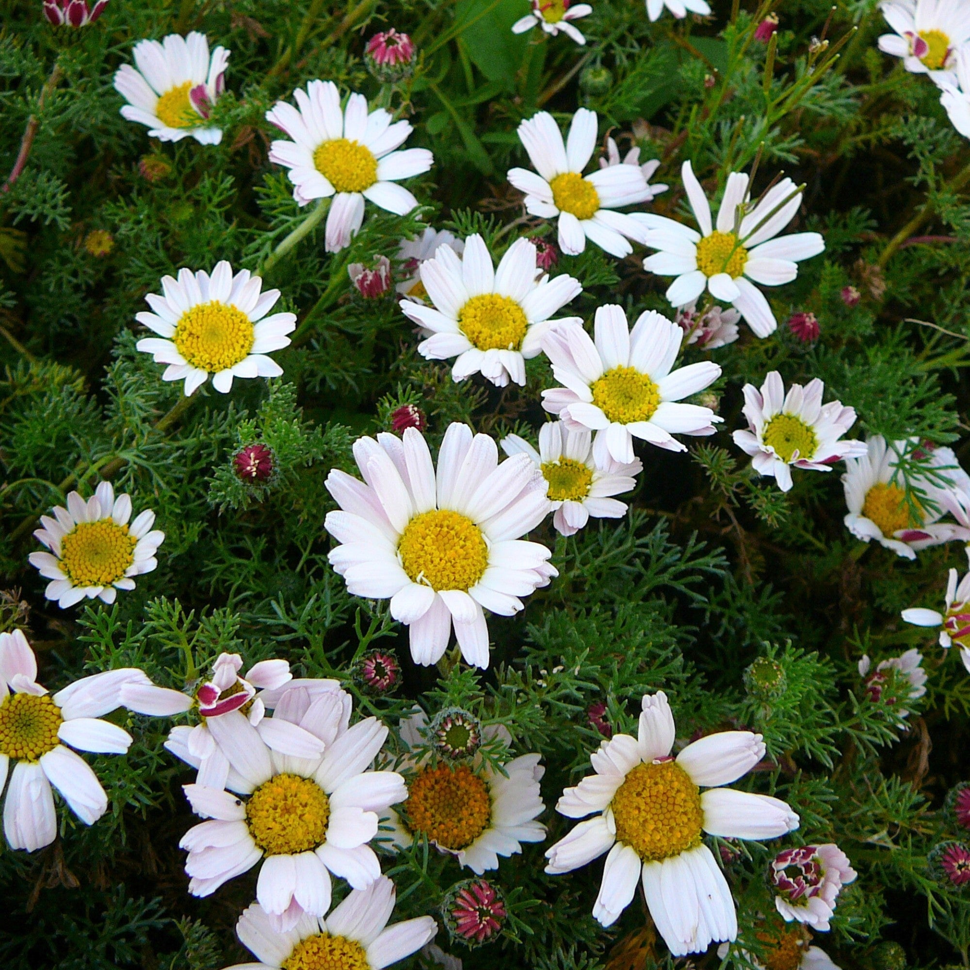Kreisblume