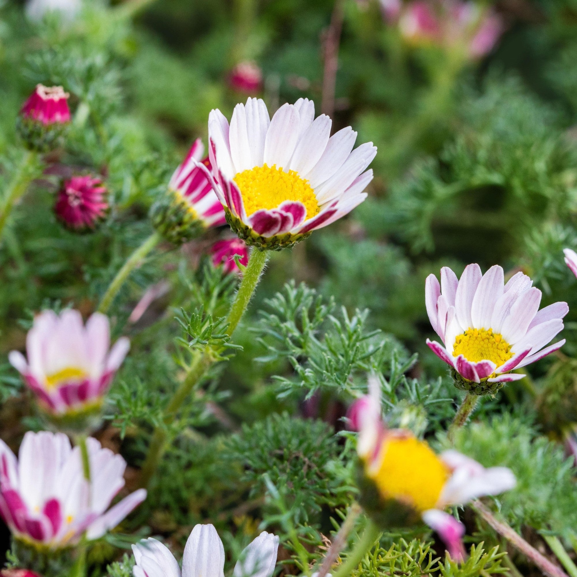 Kreisblume