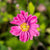 Japan-Herbst-Anemone 'Pamina'