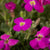Blaukissen 'Cascade Red'