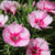 Garten-Nelke