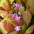 Rote Elfenblume