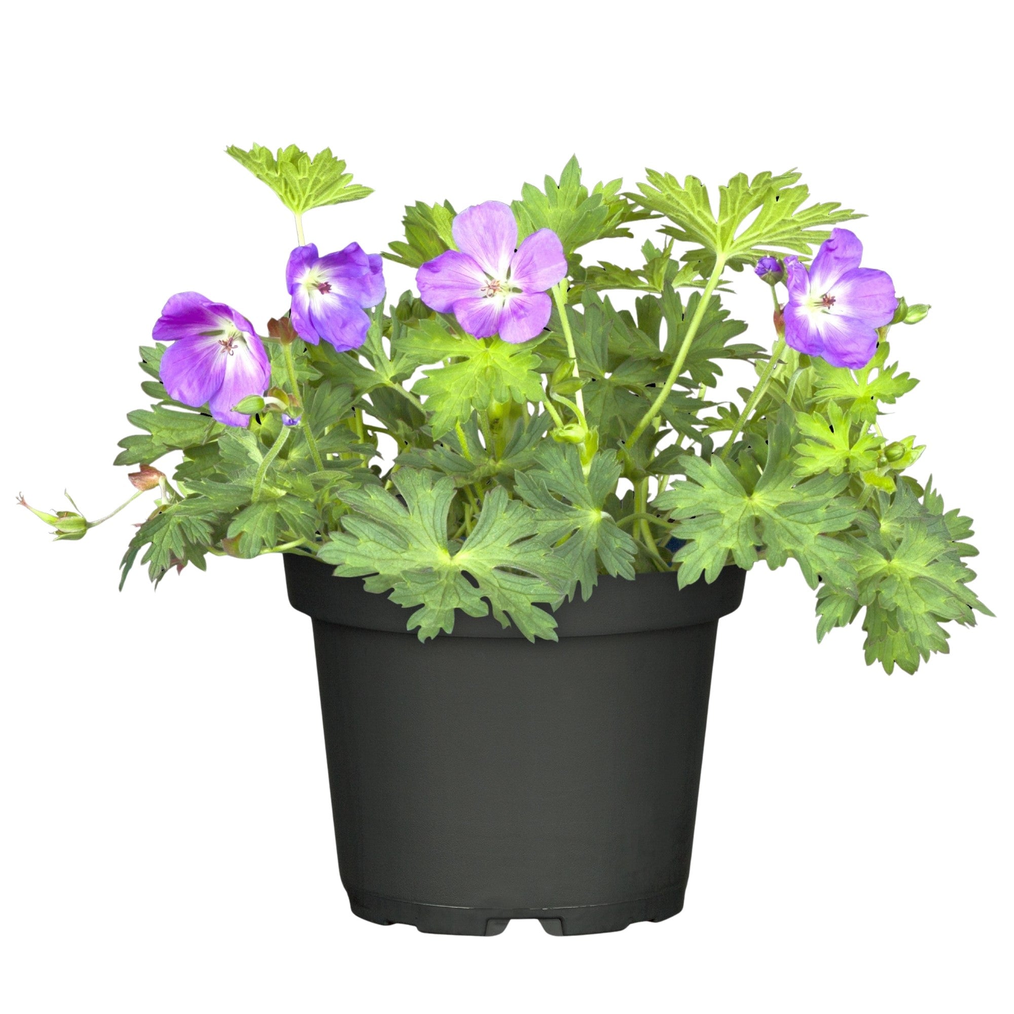 Storchschnabel 'Rozanne®'