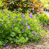 Storchschnabel 'Rozanne®'