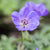 Storchschnabel 'Rozanne®'