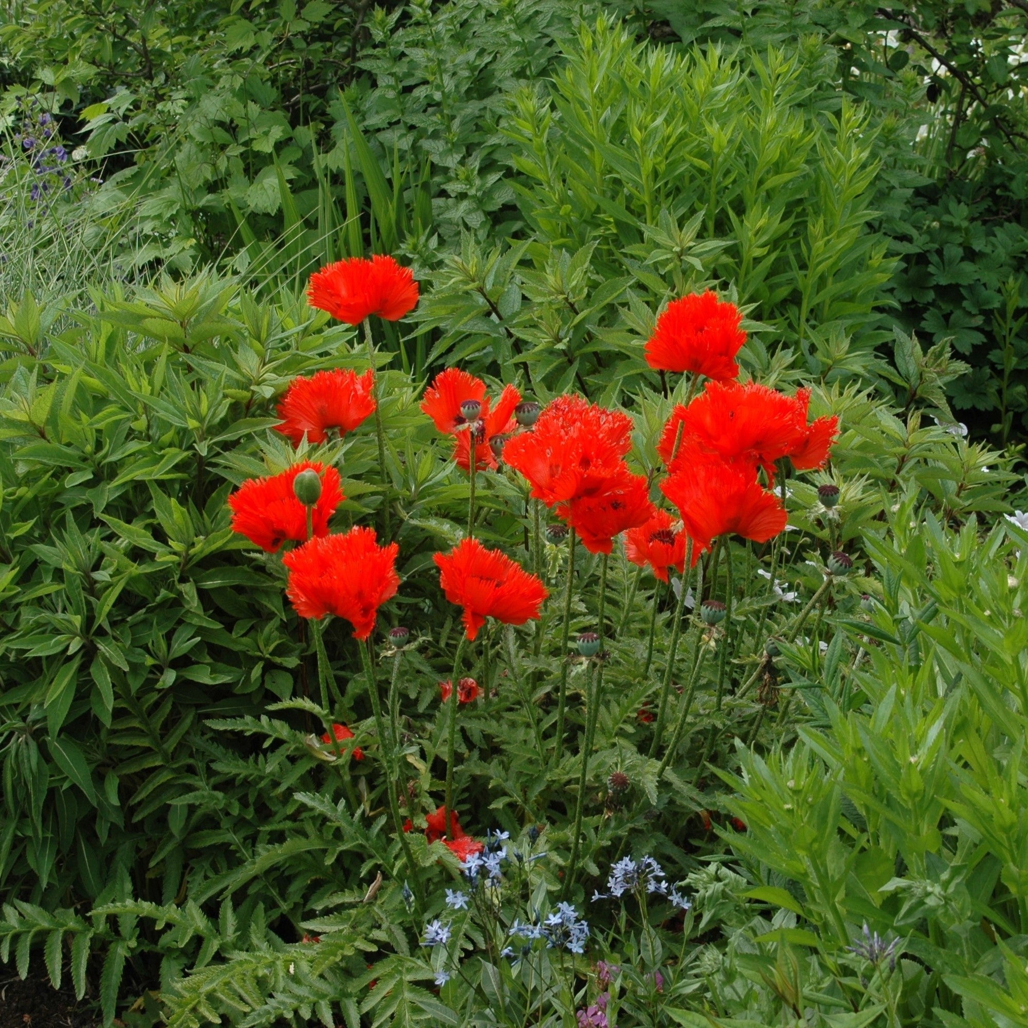 Orientalischer Mohn 'Nana Allegro'