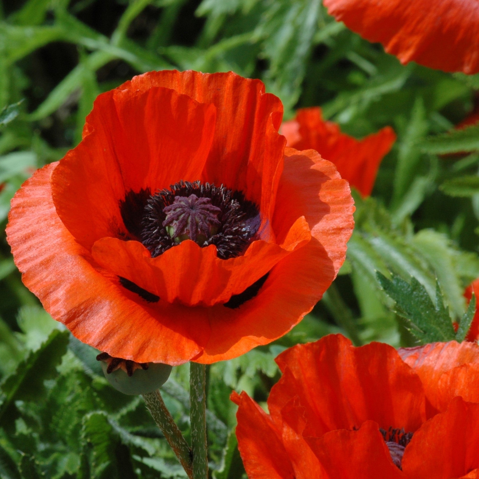 Orientalischer Mohn 'Nana Allegro'