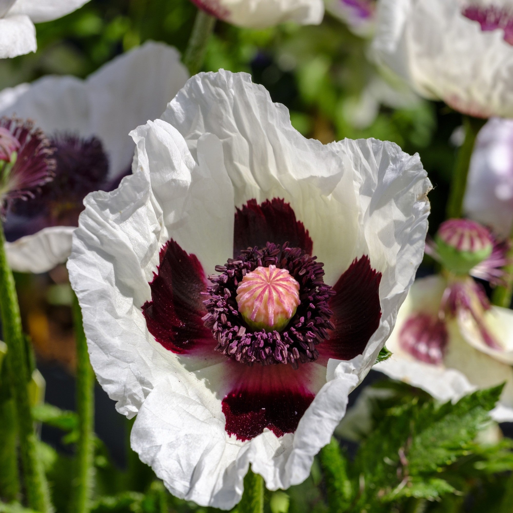 Orientalischer Mohn 'Perry's White'