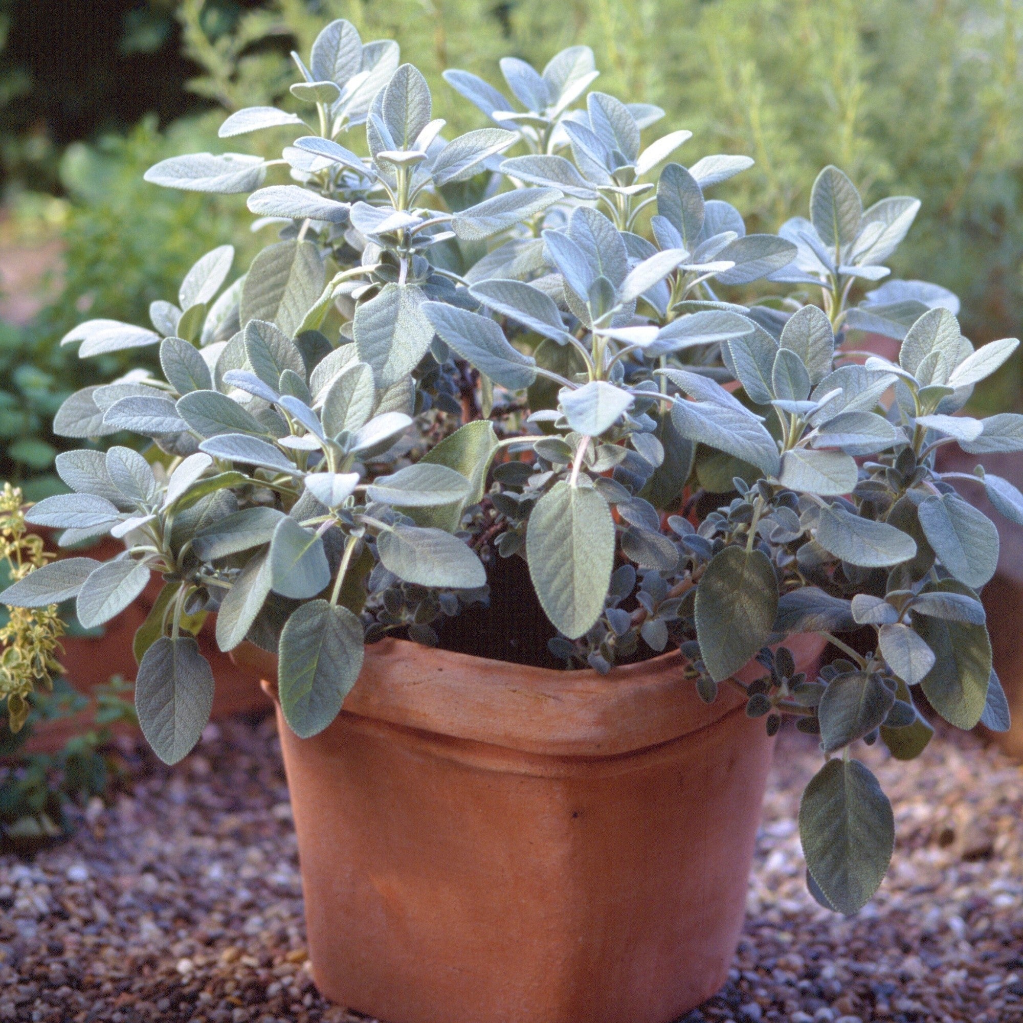 Salbei 'Berggarten'
