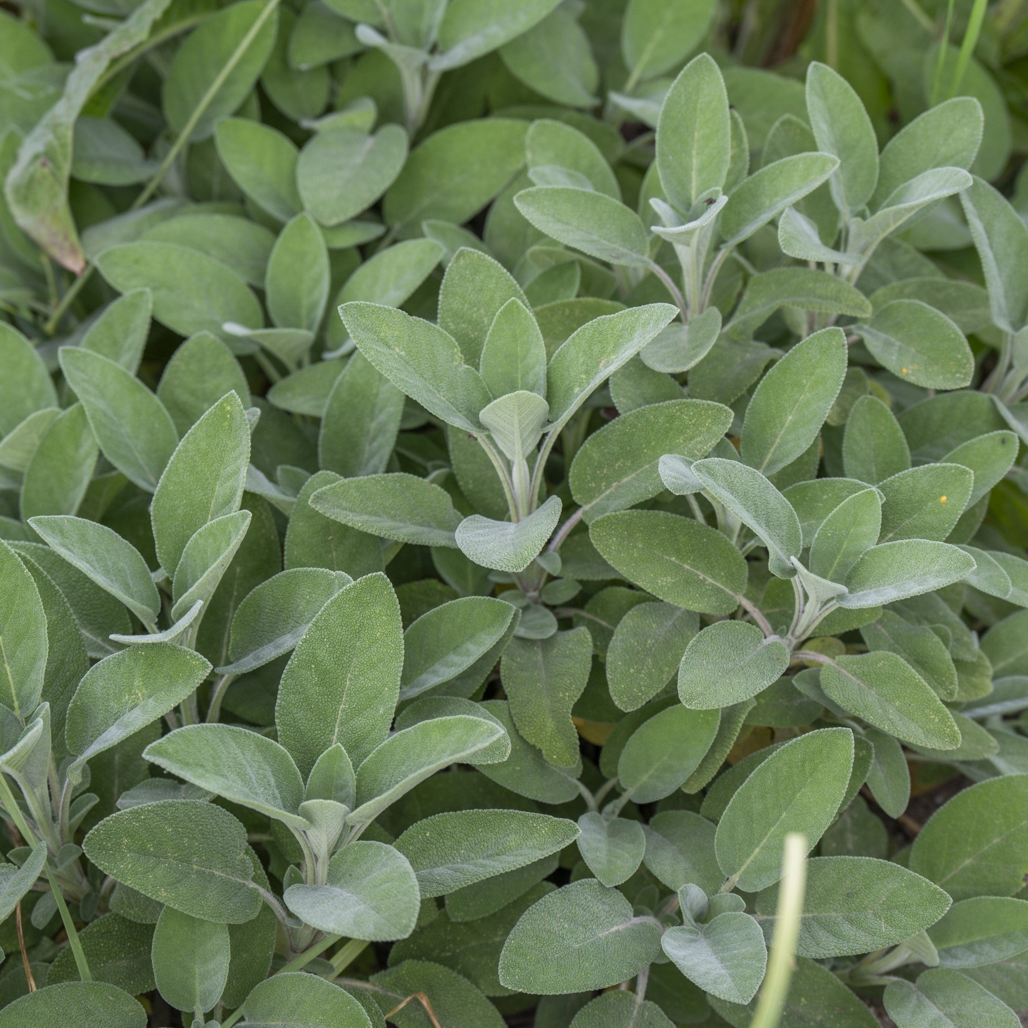 Salbei 'Berggarten'