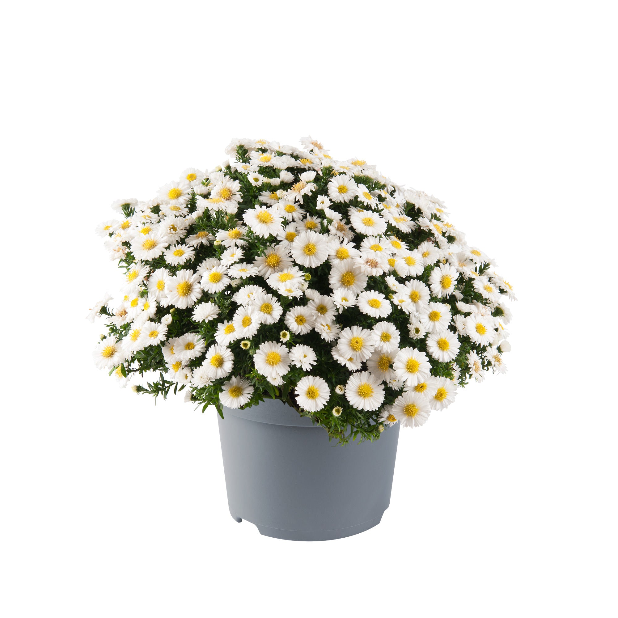 Alpen-Aster