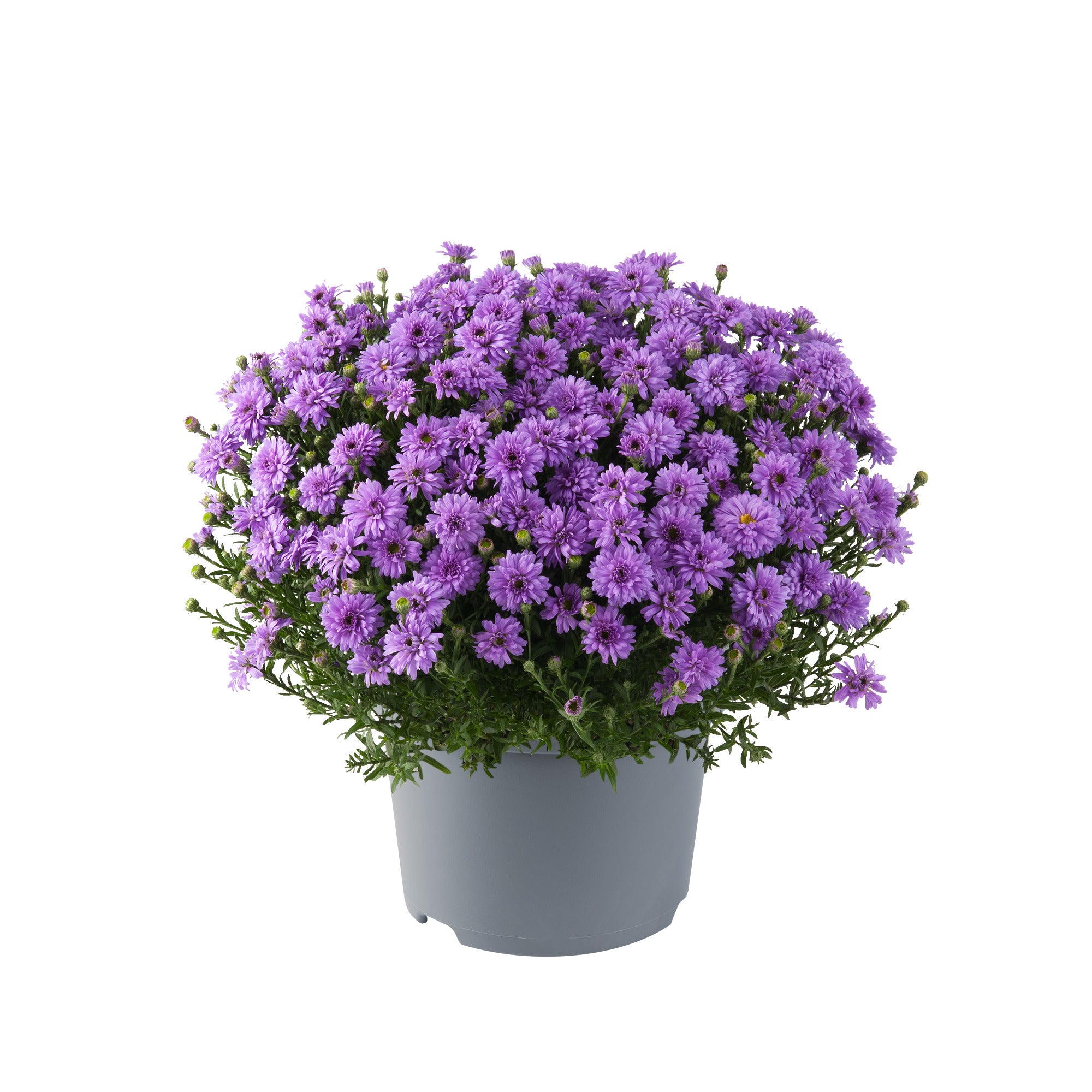 Alpen-Aster