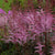 Prachtspiere 'Colour Flash'