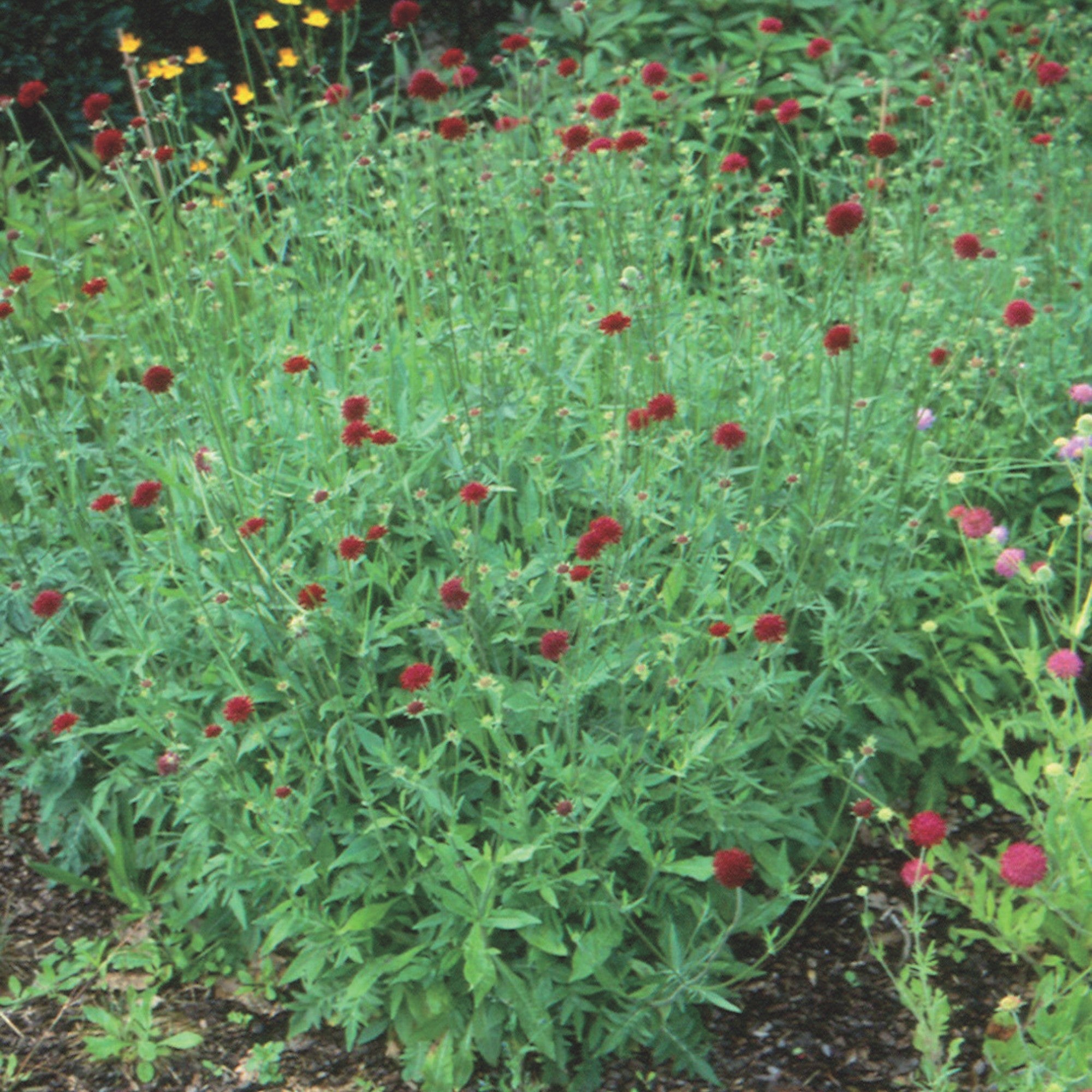 Mazedonische Witwenblume 'Red Knight'
