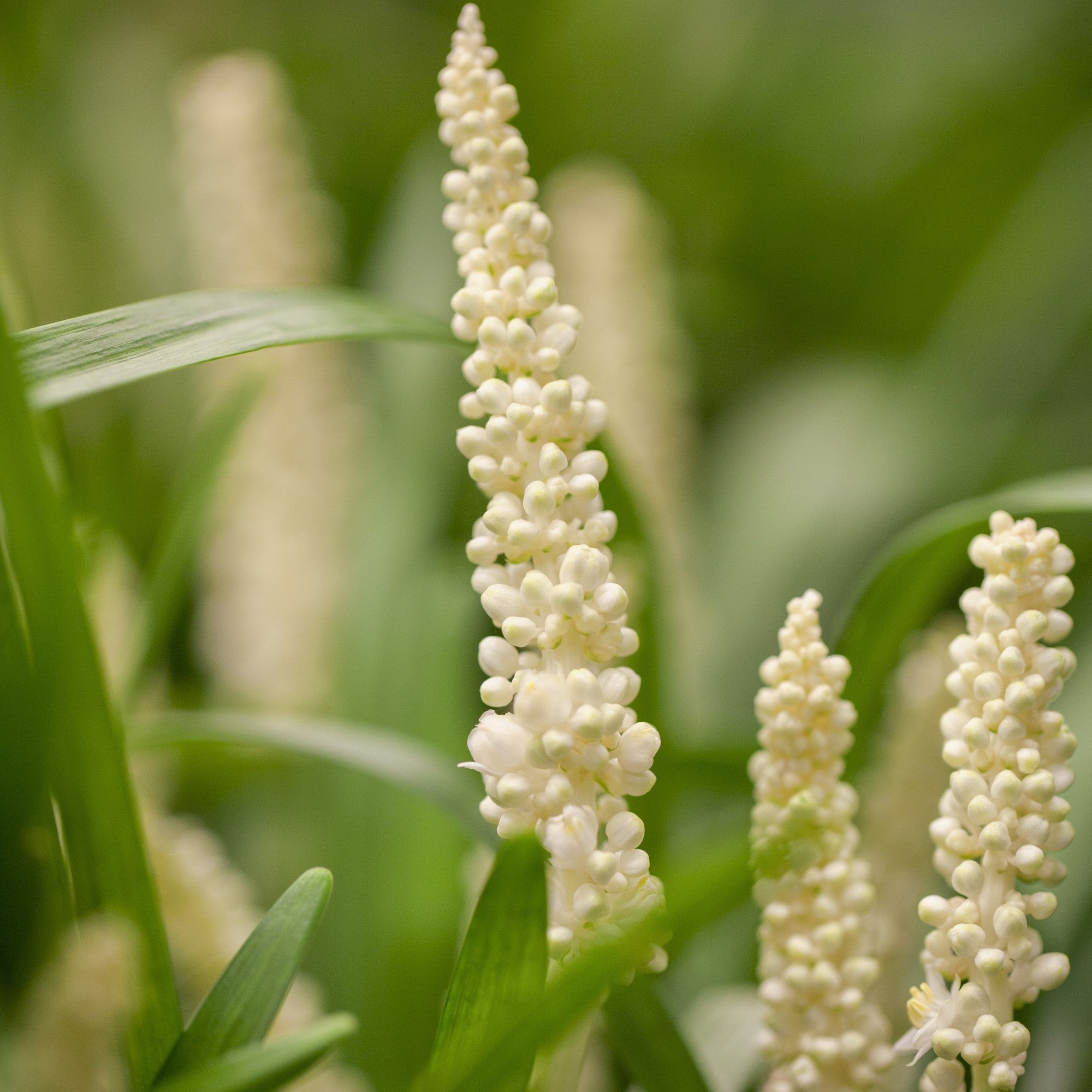 Glöckchentraube 'Monroe White'