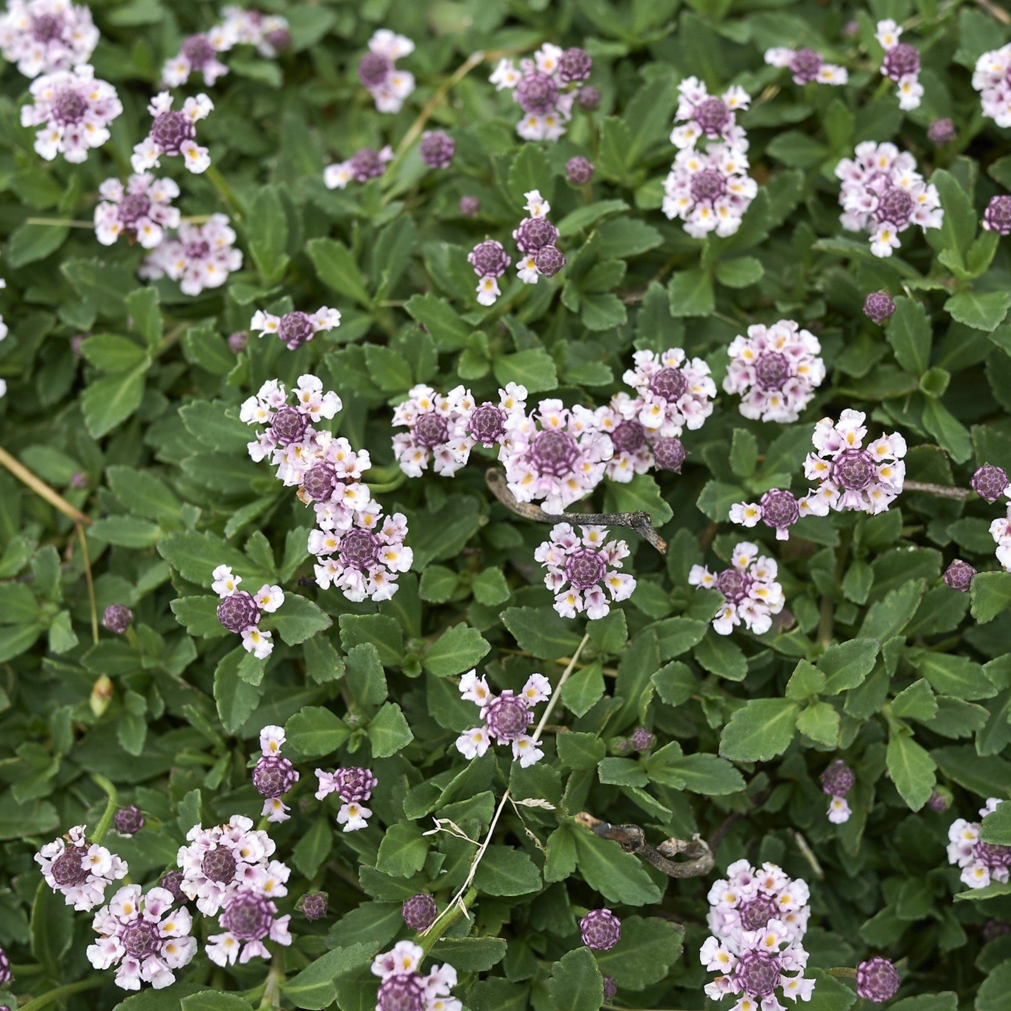Teppichverbene 'Summer Pearls'