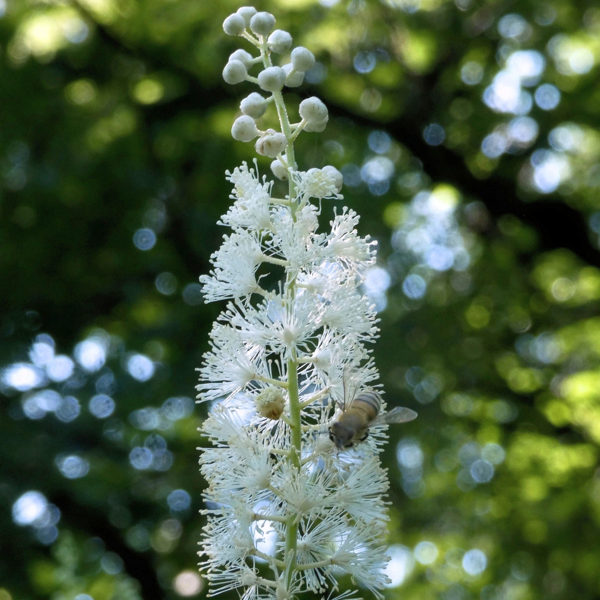 Trauben-Silberkerze 'Cordifolia'