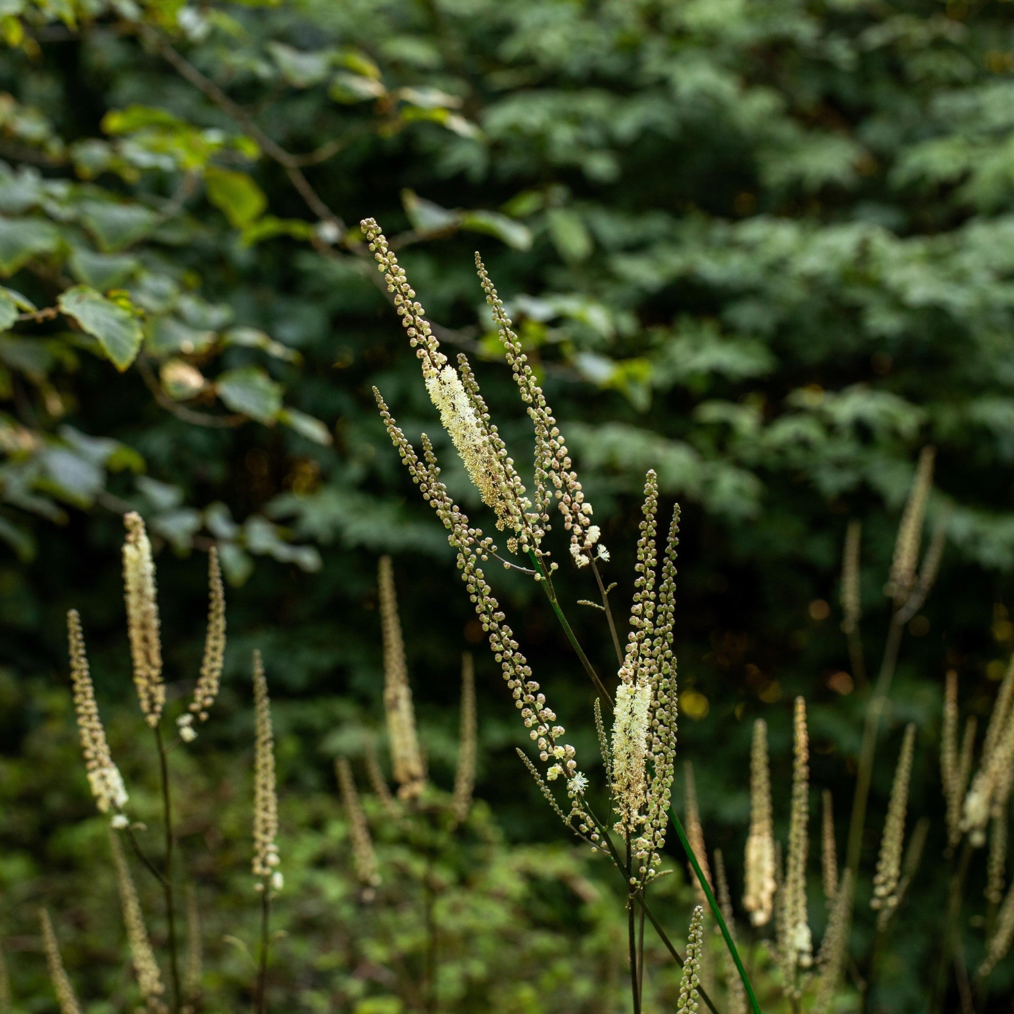 Trauben-Silberkerze 'Cordifolia'