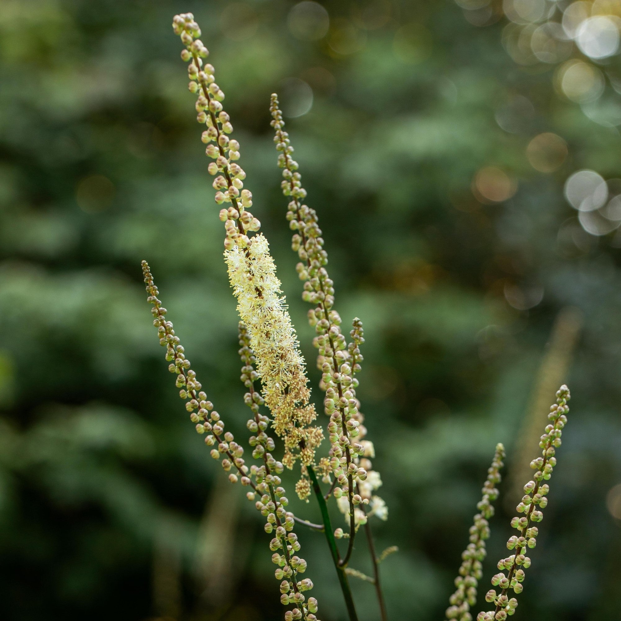 Trauben-Silberkerze 'Cordifolia'