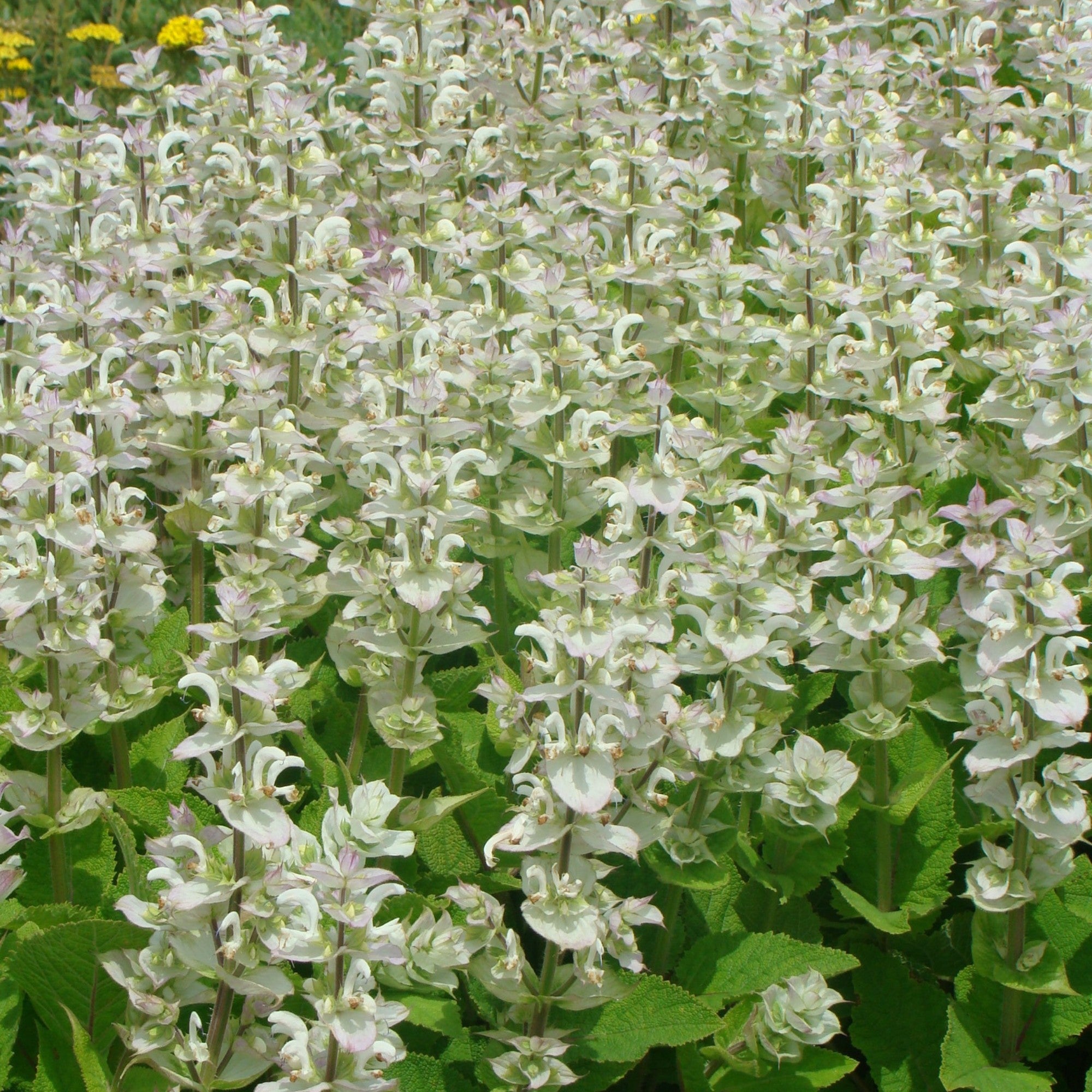 Muskateller Salbei 'Vatican White'