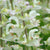 Muskateller Salbei 'Vatican White'