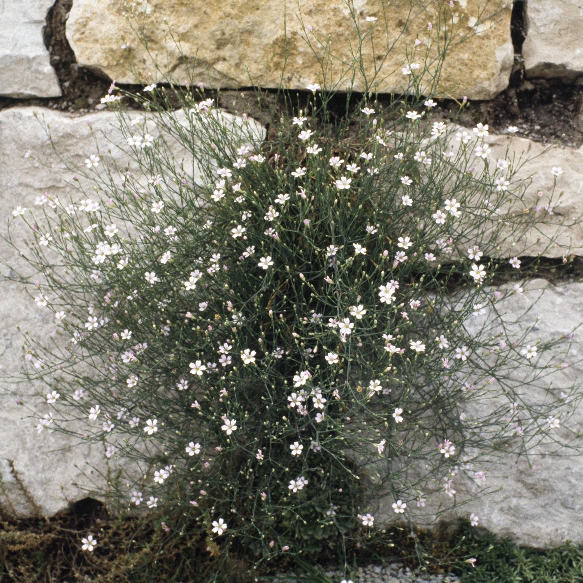 Teppich-Schleierkraut