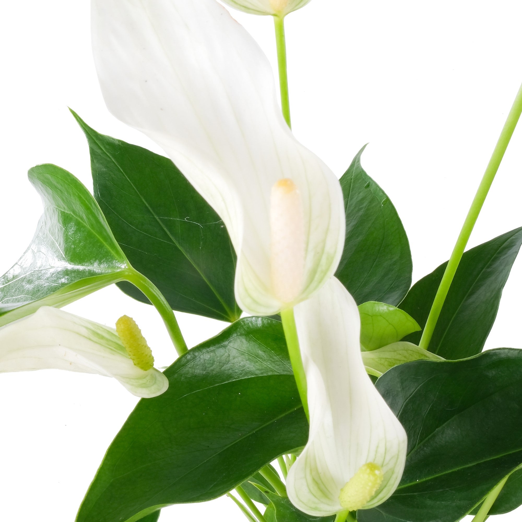 Flamingoblume 'Banderola Cava'