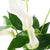 Flamingoblume 'Banderola Cava'
