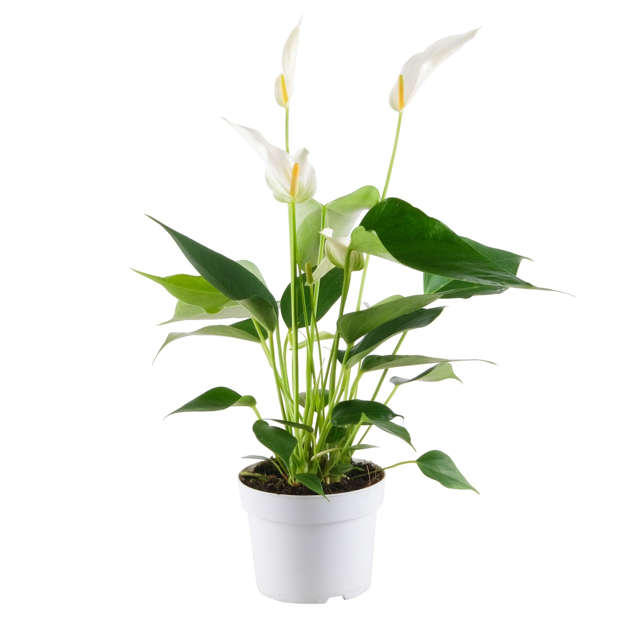 Flamingoblume 'Banderola Cava'