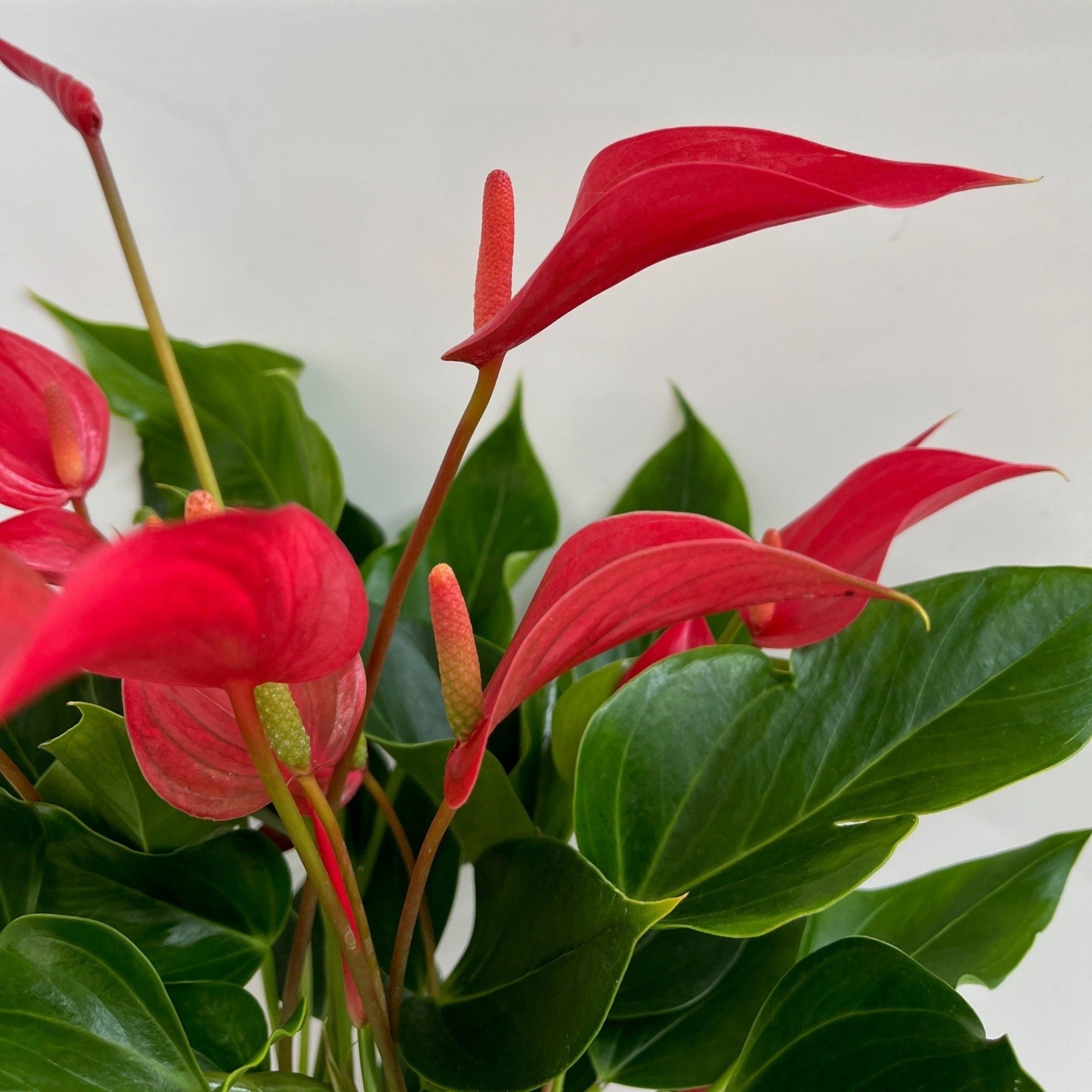 Flamingoblume 'Banderola Roya'