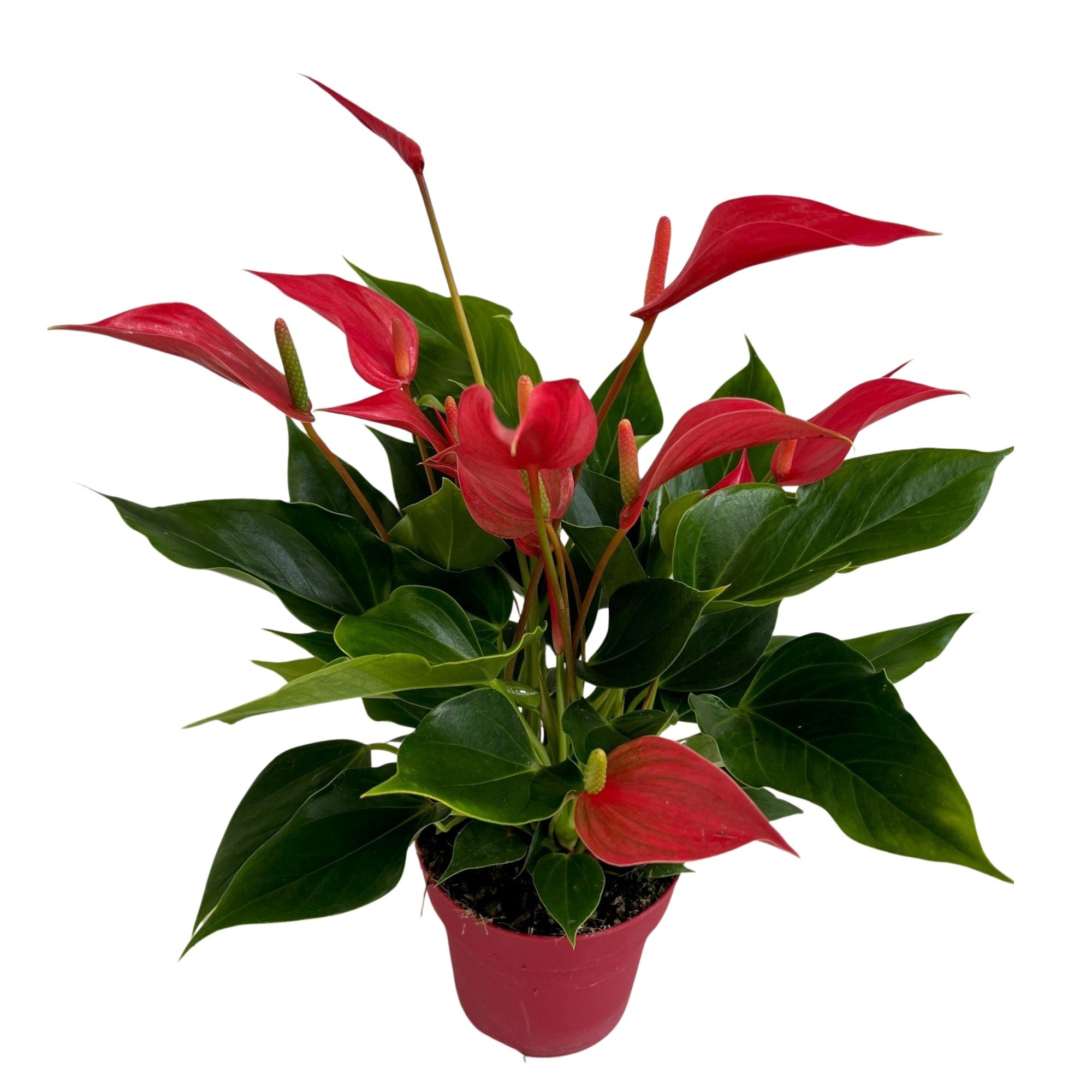 Flamingoblume 'Banderola Roya'