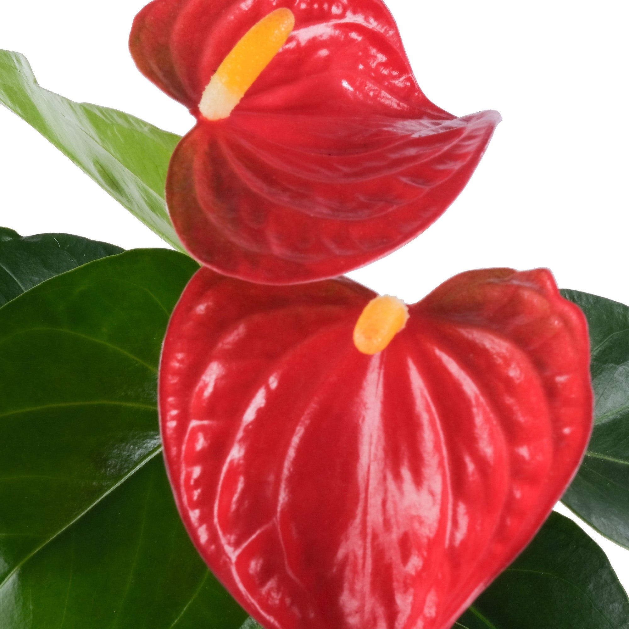 Flamingoblume 'Bambino'