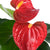 Flamingoblume 'Bambino'