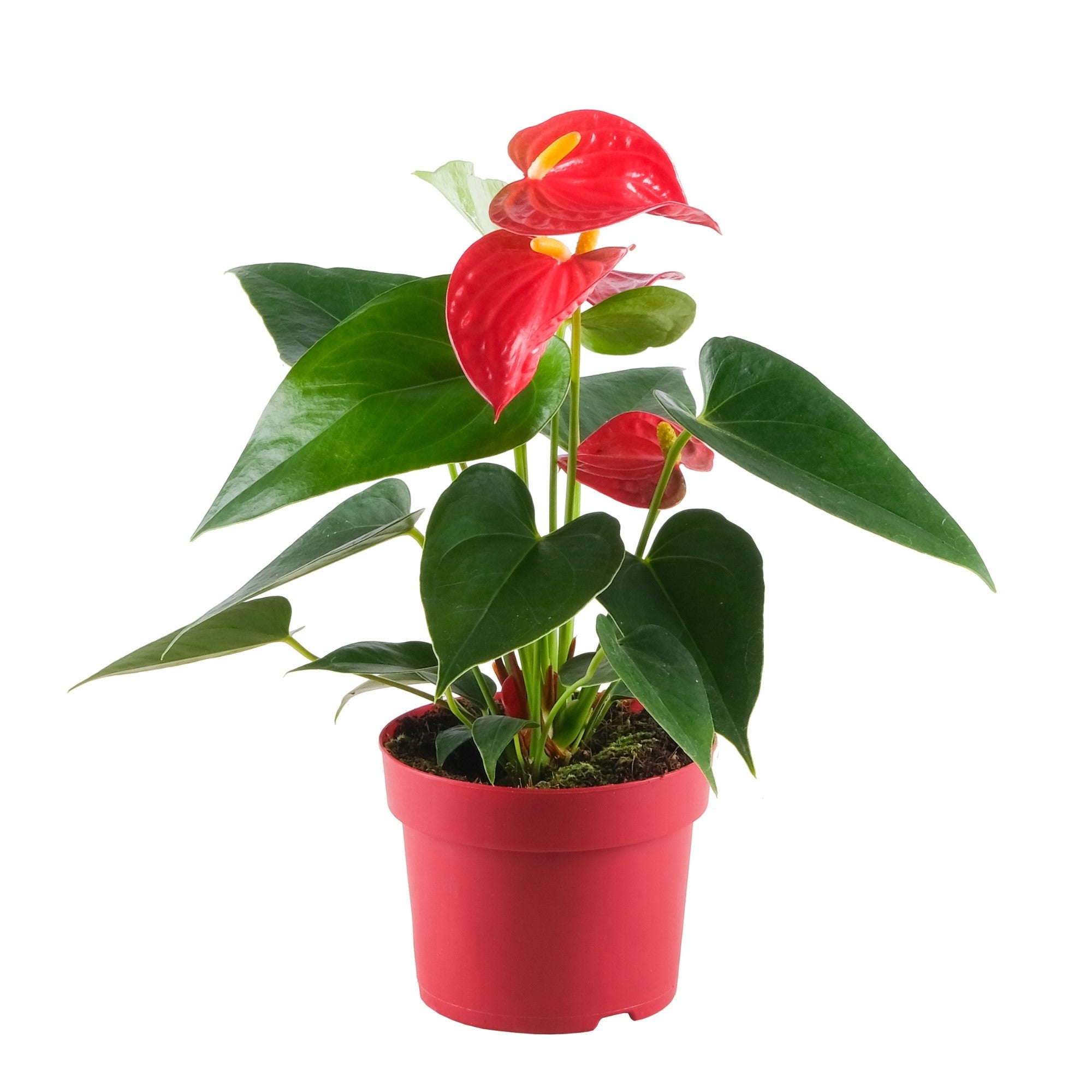 Flamingoblume 'Bambino'