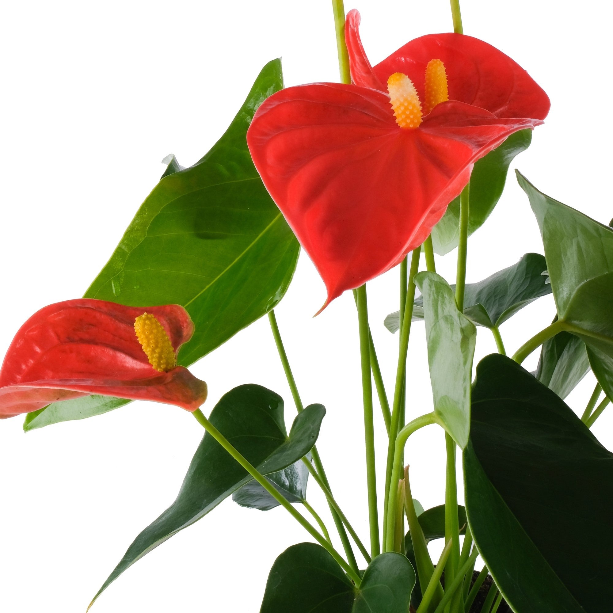 Flamingoblume 'Sierra Orange'