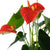 Flamingoblume 'Sierra Orange'