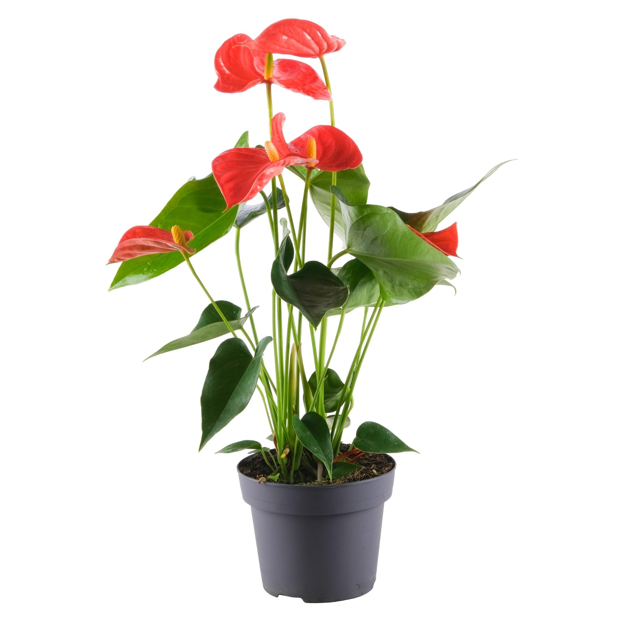 Flamingoblume 'Sierra Orange'