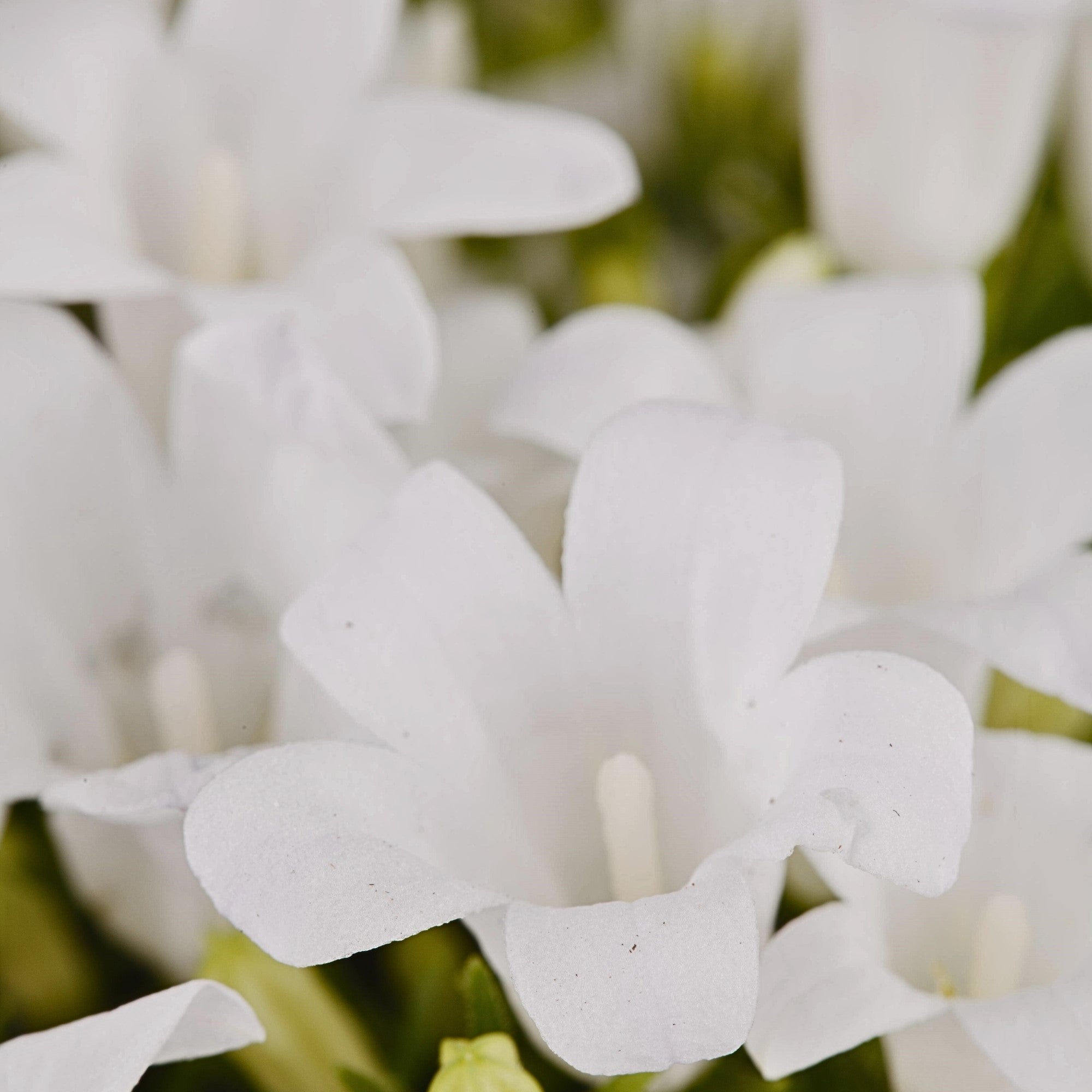 Polster-Glockenblume