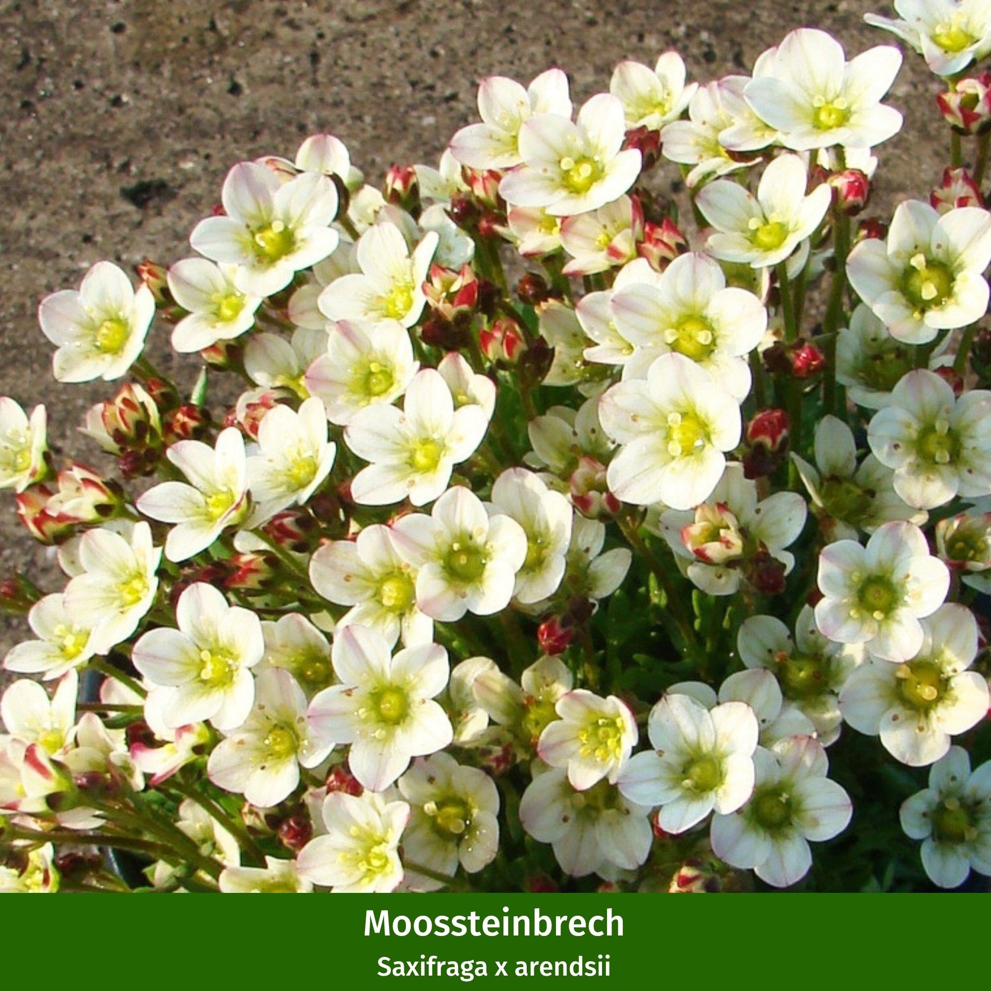 Balkonblumen "Farbenfrohe Frühlingsboten"
