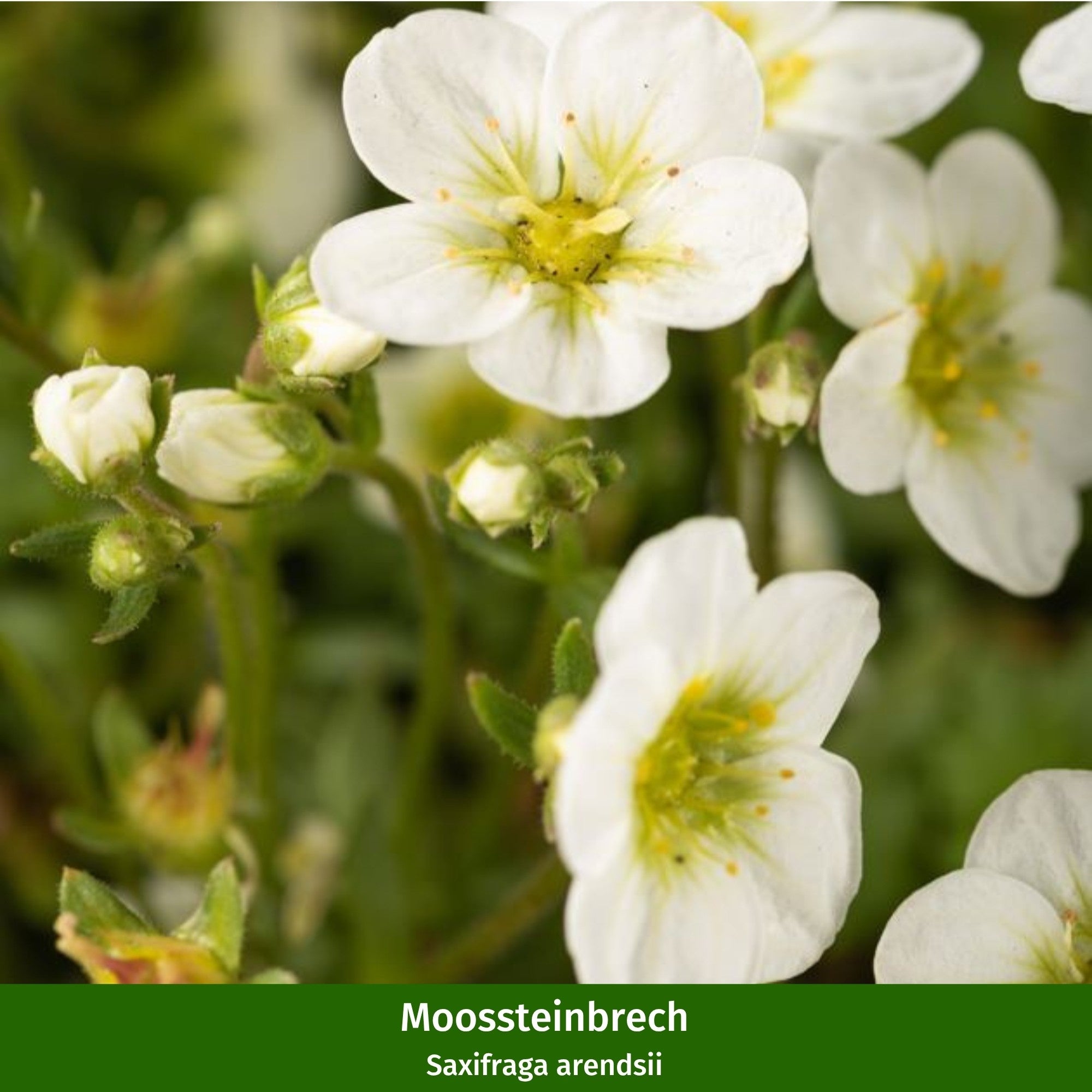 Balkonblumen "Weißer Frühjahrszauber"