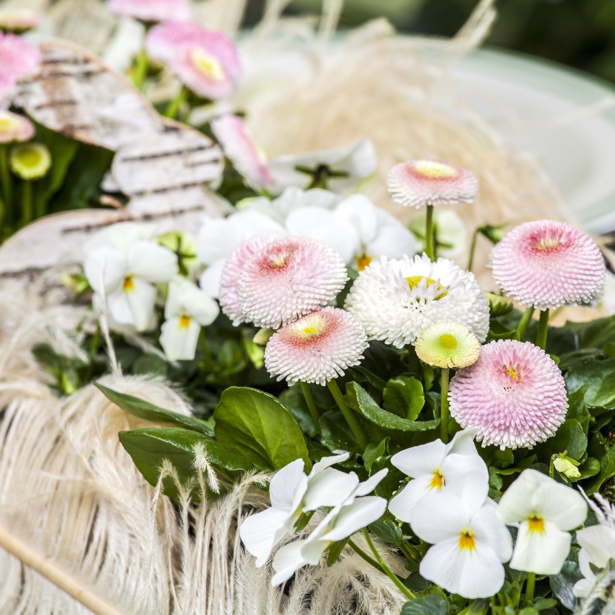 Balkonblumen "Zarte Frühblüher"